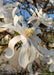 Closeup view of a white Royal Star Magnolia flower with a yellow center.