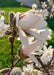 Closeup of blush pinkish-white flower buds.