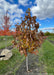 A single trunk Butterflies Magnolia grows in the nursery showing yellow brown fall color with other fall trees in the background, with cloudy blue skies and grass strips between rows of trees.