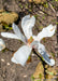 Closeup of fully open white flower beginning to fade away and make room for green leaves to emerge. 