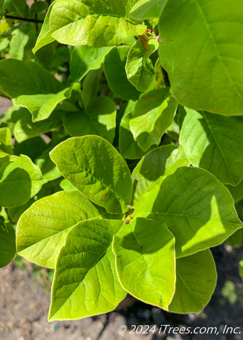 Closeup of smooth bright green leaves.