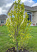 A newly planted Dr. Merrill Magnolia with changing fall foliage going from green to yellow, planted in a backyard privacy berm.