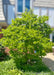 A maturing Dr. Merrill Magnolia with a full canopy of green leaves planted at the entrance of a townhome.