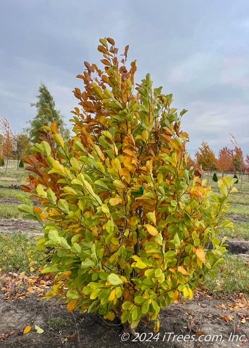 Dr. Merrill Magnolia in the fall showing transitioning fall color from green to yellow-brown.