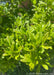 Closeup of smooth, long oval green leaves.