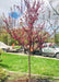 A newly planted Royal Raindrops with pinkish-purple flowers planted in the front landscape bed of a home with the iTrees.com truck in the background.