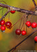 Closeup of red crabapple fruit with rain drops dripping from them.