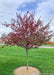 A newly planted Royal Raindrops Crabapple in bloom.