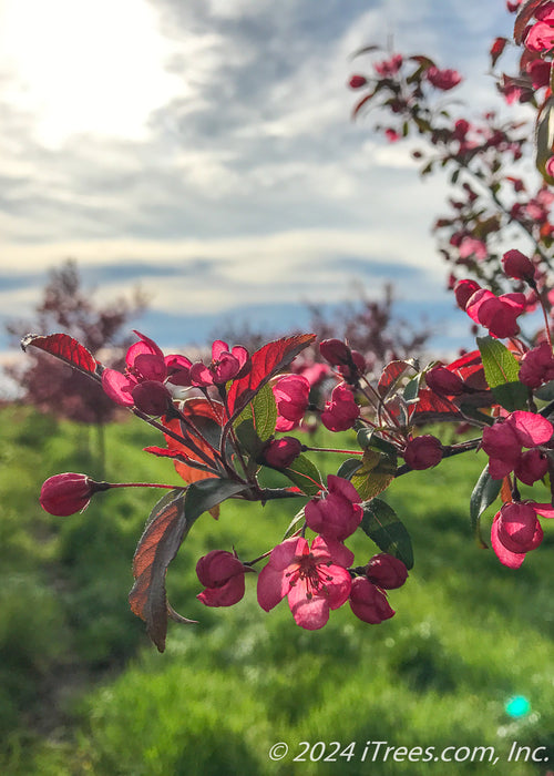 Closeup of pink flower buds and flowers, greenish-purple leaves with sunlight filtering through.