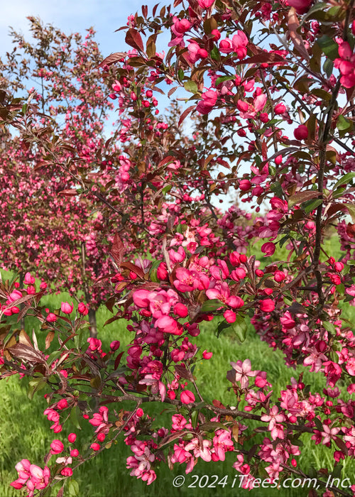 Closeup of pink flowers on the end of a branch at the nursery.