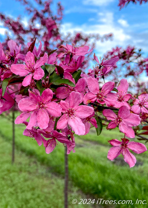 Closeup of Royal Raindrop Crabapple pinkish-purple flowers.