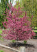 A Royal Raindrops Crabapple with pinkish purple flowers planted in an open landscape bed.