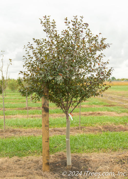 A single trunk Royal Raindrops Crabapple with dark green leaves at the nursery with a large ruler standing next to it to show its canopy height measured at about 3.5 ft.