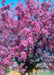 Closeup of a branch coated in purplish-pink flowers.