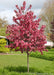 A Royal Raindrops Crabapple in bloom planted in a front landscape.