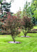 A row of newly planted multi-stem clump form Royal Raindrop Crabapples with dark purple leaves.