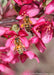 A closeup of bees pollinating flowers.