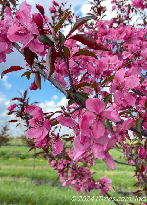 Closeup of bright pink flowers.