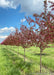 A row of Show Time Crabapple at the nursery in full bloom.