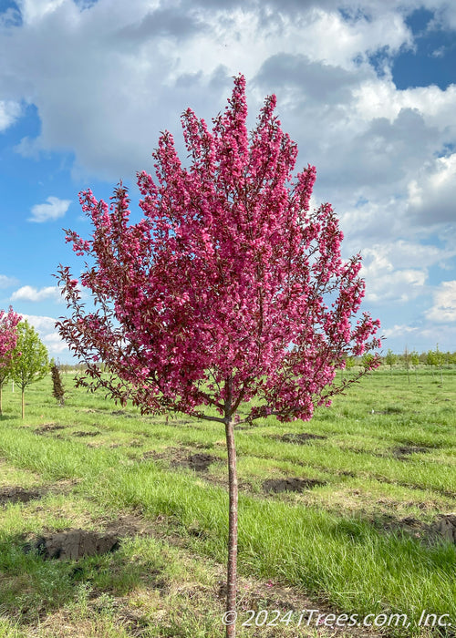 Show Time Crabapple at the nursery in full bloom.