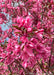 Closeup of bright pink leaves.