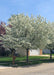 A row of Spring Snow Crabapple in full bloom planted on the parkway. 