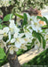 Closeup of white flowers with yellow centers and green leaves.