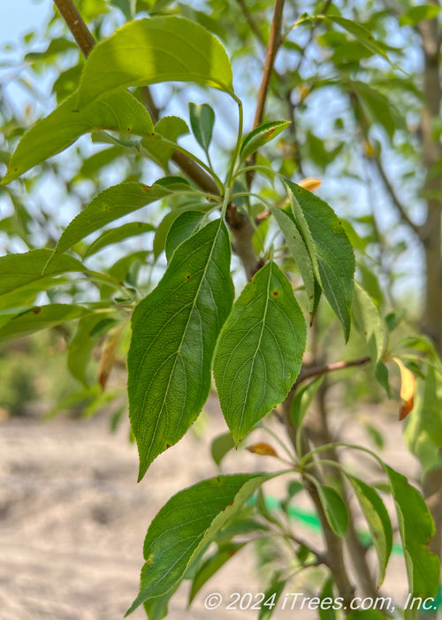 Closeup of green leaves in summer.