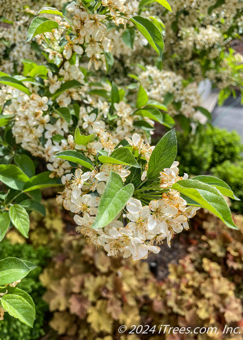 Closeup of green leaves and white flowers.