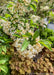 Closeup of green leaves and white flowers.