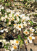 Closeup of green leaves, white flowers with yellow centers.