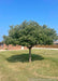 Fully mature Sargent Tina Crabapple planted near a duplex with green leaves.