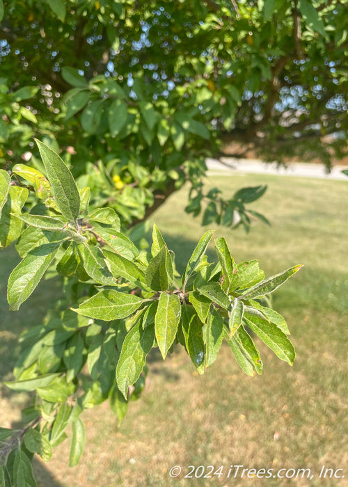 Closeup of green leaves.