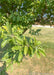 Closeup of green leaves.