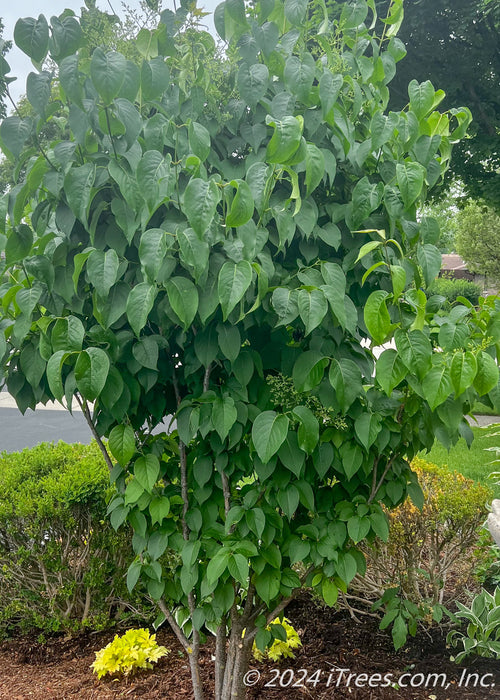 Ivory Silk Japanese Tree Lilac fully leafed out with panicles of flower buds beginning to emerge in late spring. 