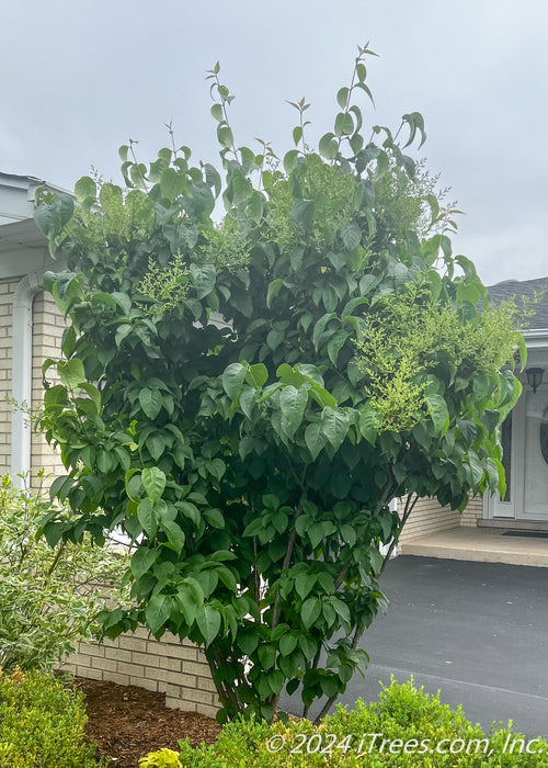 Ivory Silk Japanese Tree Lilac fully leafed out with panicles of flower buds beginning to emerge in late spring. 