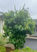 Ivory Silk Japanese Tree Lilac fully leafed out with panicles of flower buds beginning to emerge in late spring. 