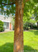 Closeup of shedding red trunk under the tree's canopy of green leaves.