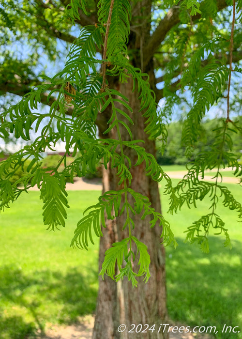 Closeup of the end of a branch showing twiglets of bright green leaves.