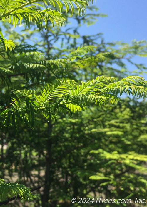 Closeup of bright green curing leaves, view from the underside of the leaves.