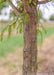 Closeup of upper trunk and lower branching.