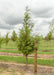 Dawn Redwood in the nursery with a large ruler standing next to it to measure its canopy height, pruned up to 3 Ft.