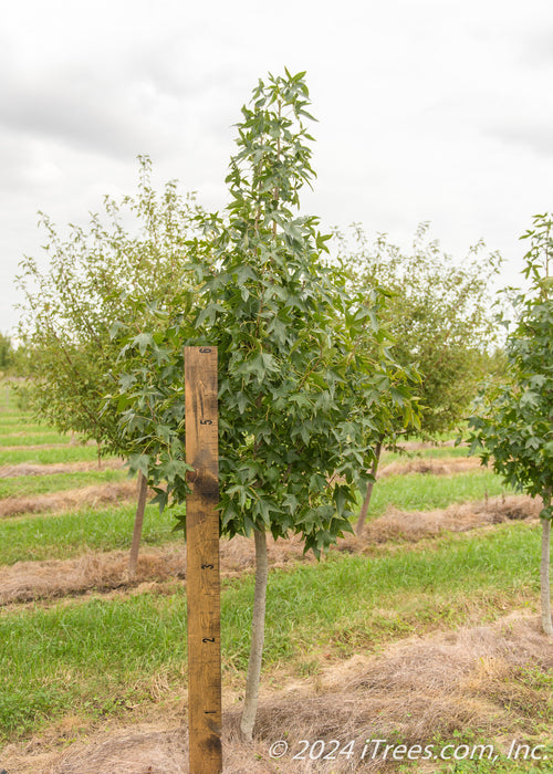 Moraine Sweetgum at the nursery with a large ruler leaning up against it showing its canopy height at about 3.5 ft.