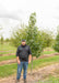 Moraine Sweetgum at the nursery with a person standing next to it their elbow is at the lowest branch.