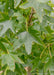 Closeup of shiny green leaves.