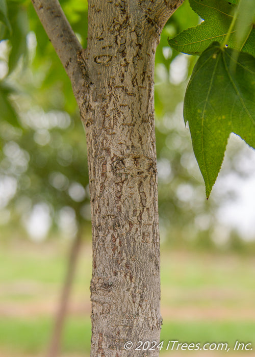 Closeup of trunk.