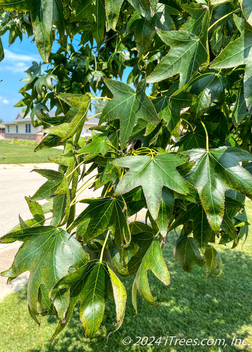 Closeup of shiny green leaves.