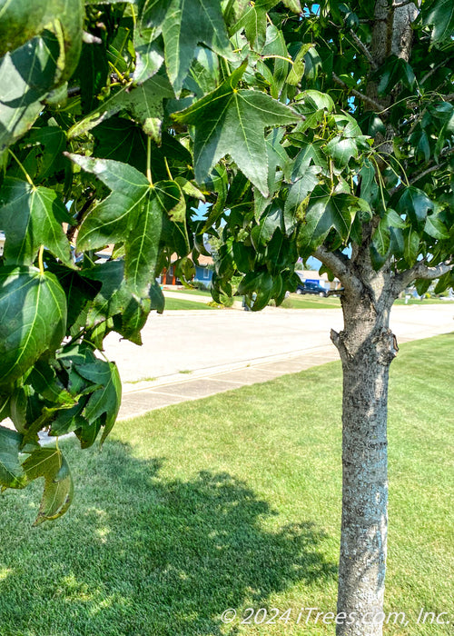 Closeup of a newly planted Moraine Sweetgum trunk and green leaves.