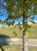 Closeup of young rough rugged trunk and lower green canopy of leaves with a field and blue skies in the background.