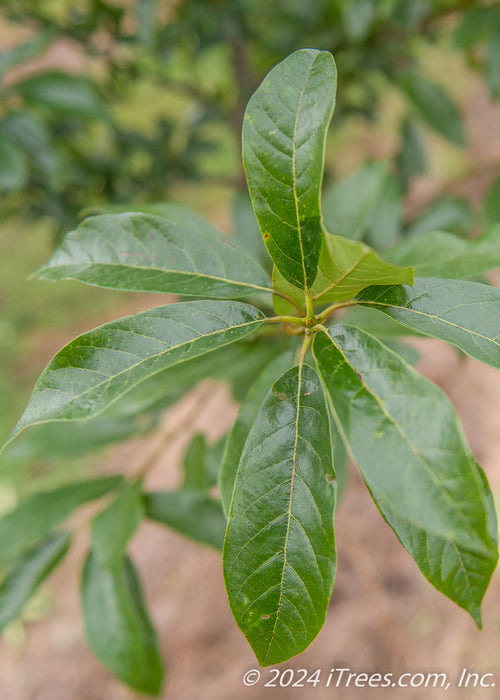 Closeup of shiny green leaves with yellow veins.